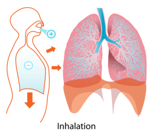 El diafragma colabora en el control postural. 